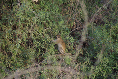 Chlorocebus pygerythrus hilgerti