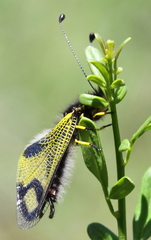 Libelloides macaronius