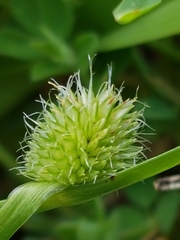 Lotus suaveolens