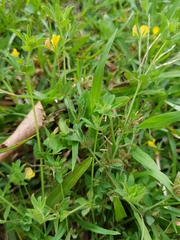 Lotus suaveolens