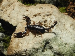 Euscorpius garganicus