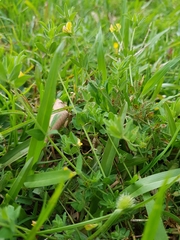 Lotus suaveolens