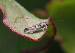 Elachistidae