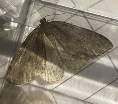 Epirrita christyi