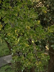 Coprosma repens
