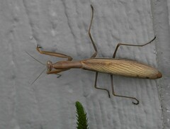 Mantis religiosa