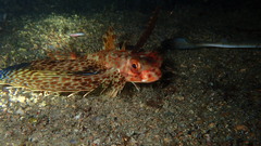 Dactyloptena orientalis