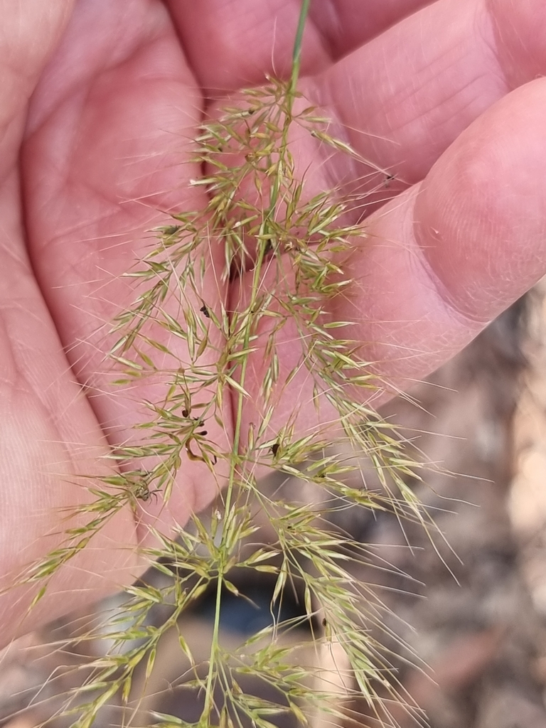 Molasses Grass from Chandler QLD 4155, Australia on October 28, 2022 at 0312 PM by Martin Rady