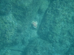 Mycteroperca rosacea