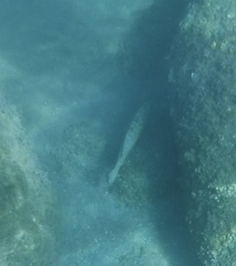 Mycteroperca rosacea