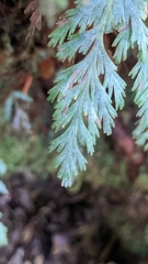 Hymenophyllum pallidum