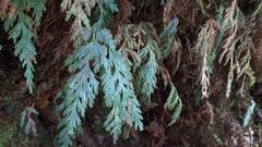 Hymenophyllum pallidum