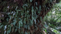 Hymenophyllum pallidum