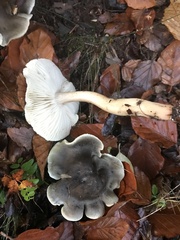 Tricholoma saponaceum