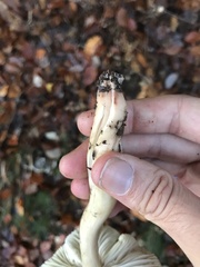 Tricholoma saponaceum