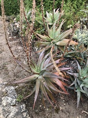 Aloe glauca