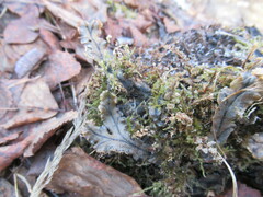 Marchantia polymorpha polymorpha