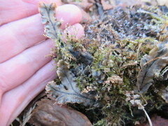 Marchantia polymorpha polymorpha