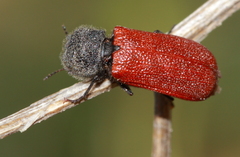 Bostrichus capucinus