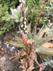 Aloe glauca