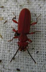 Cucujus clavipes