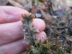 Marchantia polymorpha polymorpha