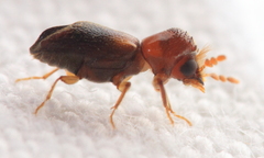 Scobicia chevrieri