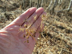 Pleurospermum uralense