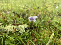 Viola hederacea