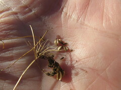 Pleurospermum uralense