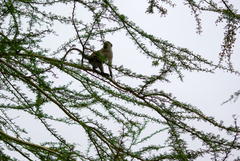 Chlorocebus pygerythrus hilgerti
