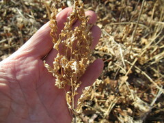 Pleurospermum uralense