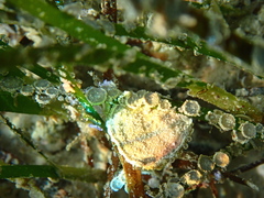 Marginopora vertebralis