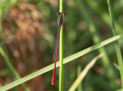 Ceriagrion