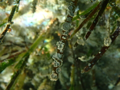 Marginopora vertebralis