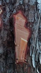 Baudouinia fluggeiformis