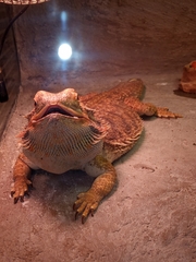 Pogona