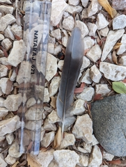 Streptopelia decaocto