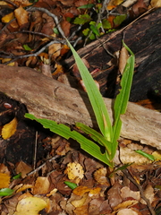 Pterostylis cardiostigma