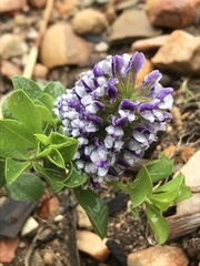Psoralea bracteolata
