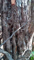 Baudouinia fluggeiformis