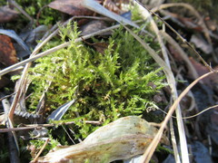 Calliergonella cuspidata
