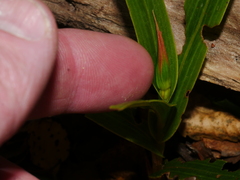 Pterostylis cardiostigma