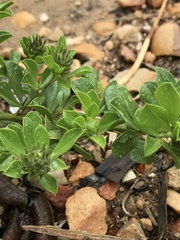 Psoralea bracteolata
