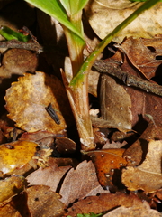 Pterostylis cardiostigma
