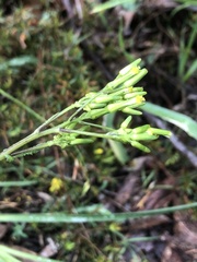 Senecio picridioides