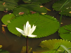 Nymphaea lotus