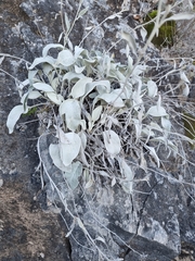 Pentanema verbascifolium