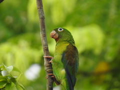 Brotogeris jugularis