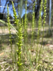 Microtis parviflora